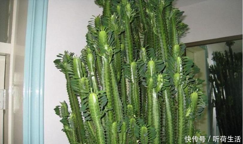 老人常說,別看三種樹長得“丑”,但是它鎮(zhèn)宅養(yǎng)人,招財進寶