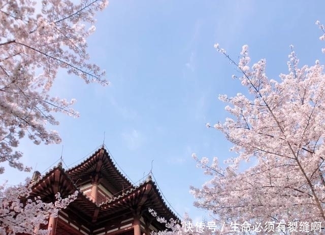 陕西的千年寺庙，春天下“粉雪”，免费开放，人少却美景成画