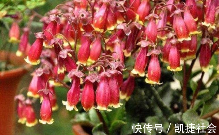 光照|聪明人都养3种花,花朵迷人,阵阵花香,花朵大!