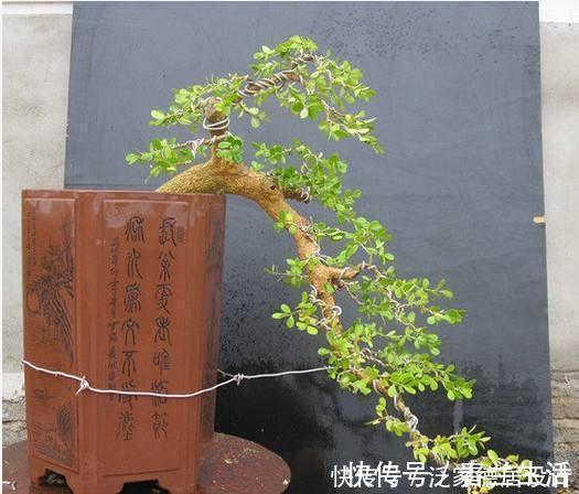 哪种黄杨最美？怎样栽培？制作盆景该注意什么