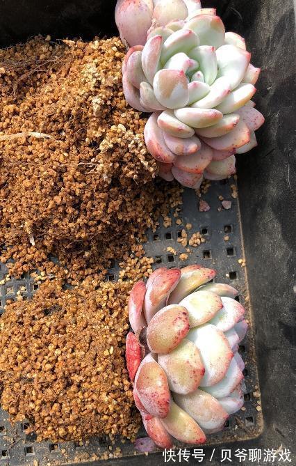 多肉植物养不好,养肉先养根,养好多肉要根部做起