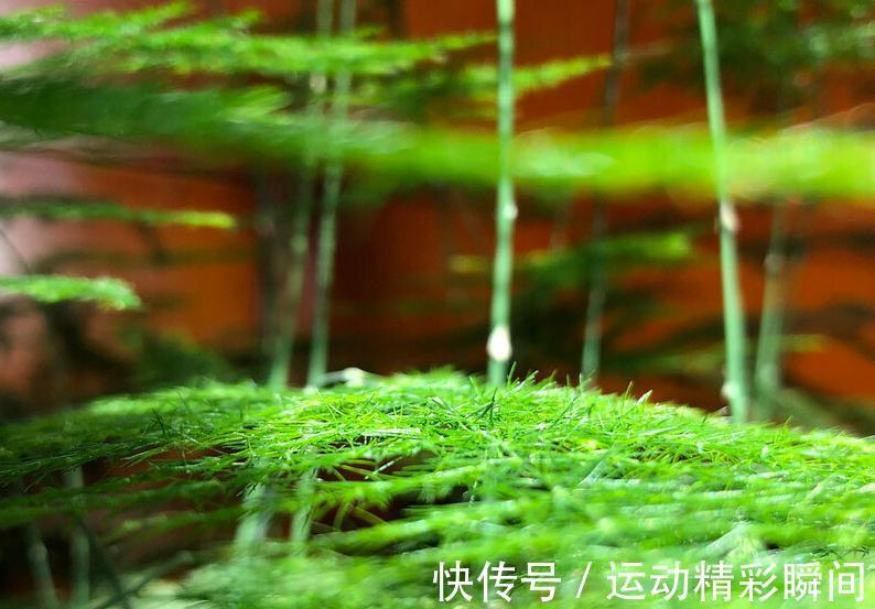 甲醛|这五种植物，价值最高，净化空气效果最好