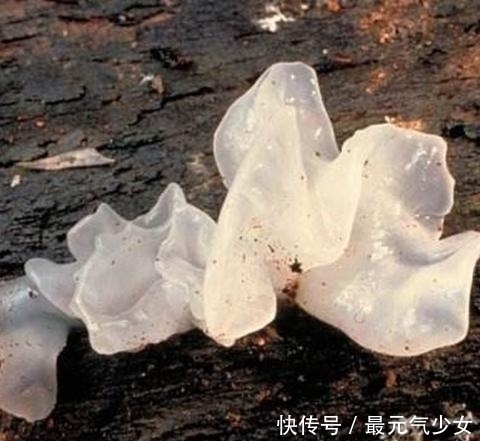 女人千万别嫌弃它丑!每天吃一点,皮肤细腻更有弹性