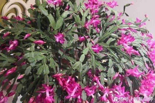 此种“溶液”浇蟹爪兰,7天“浇1次”,1盆冒出60个花苞!