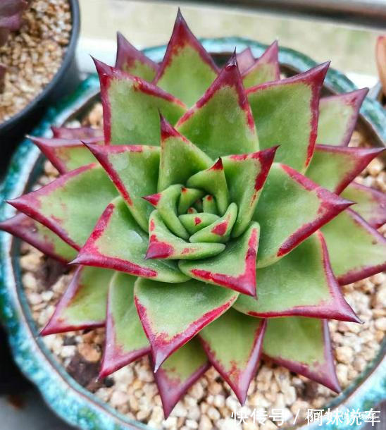 总算知道多肉艳丽的秘密了,原来都是这么控养出来,越控越艳丽