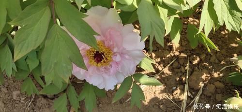 牡丹为后,芍药为妃,再像也是不一样的,教你一眼区分开来