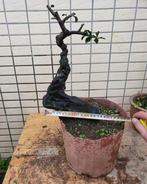 盆景价值高,遭人“疯挖”,山都挖空了,这种行为“真可耻”