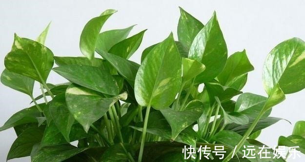 三层楼|用这“3种水”浇绿萝,就相当于施肥了,叶片油绿,挂满三层楼