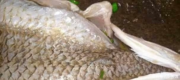 老外|老外来中国吃饭,明明点的是饼却端上来1条鱼,服务员:没送错