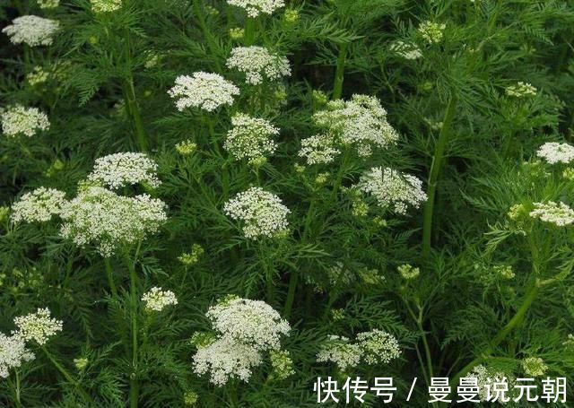 妇科病|女人最怕妇科病, 妇科病最怕农村这种野草, 成本也就3元杀菌又消炎