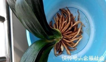 花友|君子兰出现黄叶烂根不可怕！老花匠教你做好这四点 天天蹭蹭长个！