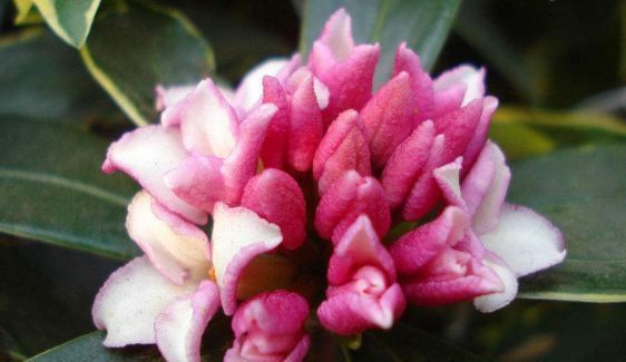 大花蕙兰|比“香水”还好闻的“4种花”,家里养1盆,满屋子清香四溢