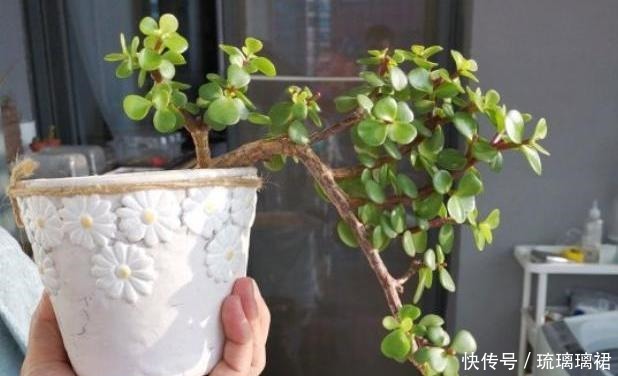 金枝玉叶这么剪,越剪越好看,变成盆景老桩,越养越值钱!