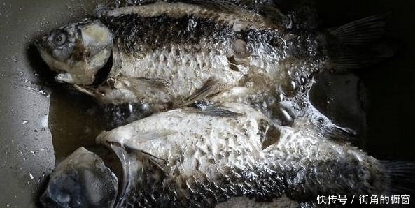 提升|煲鲫鱼汤加入这个小技巧,提升鱼汤美味营养也更丰富了