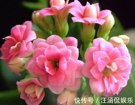 六倍利|喜欢养花，不如养盆长寿花，花量大花期长，花色绚丽夺目