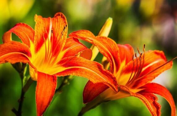 家里养什么试试“它”花语难忘的爱，开花120天，超美