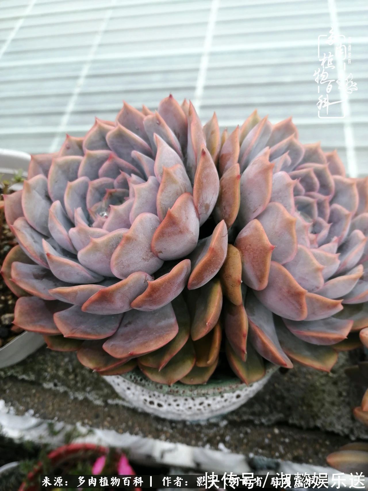 漂亮|被风雨洗礼的多肉越来越漂亮了,忍不住又往坑里跳!