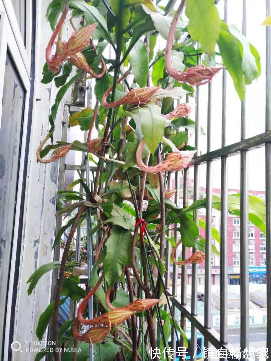 这花真稀罕,刚开花就被掐光了,花钱未必买得到!