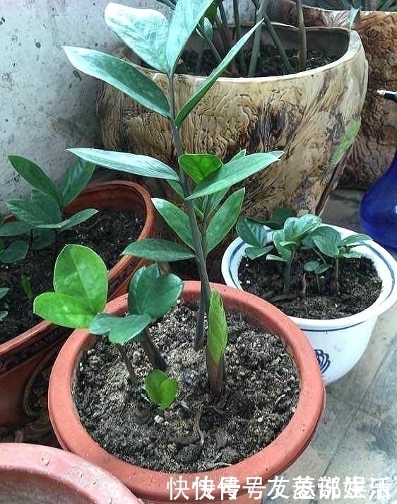 幸福树|这5棵“树”太贵了,偷偷摘一截枝条就养活了,不用花钱买啦!