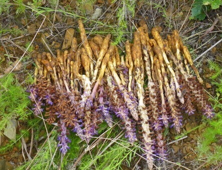 心血管疾病|十个人九个腰疼,此物煮水喝,腰不疼了,腿不酸了,早知早健康