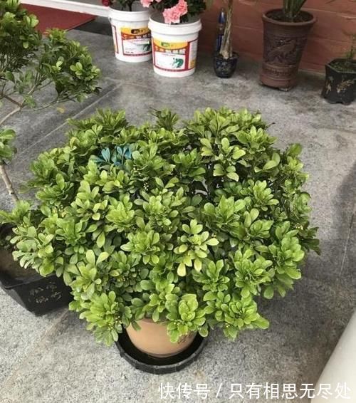 花瓣|客厅养花，这6种“香香花”，花香浓郁，养在客厅衣服都带香味