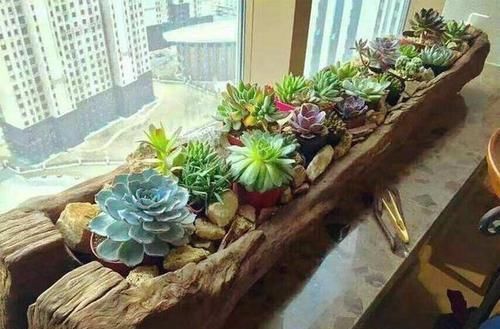 养花|除了花盆之外,这些东西也是绝佳的养花神器,你用过吗?