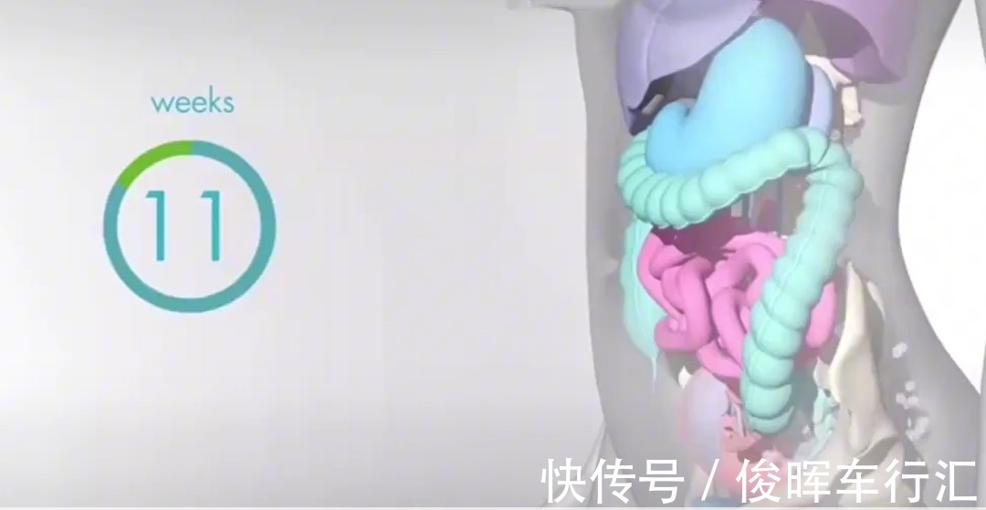 胎宝|怀孕之后,胎儿把妈妈的内脏挤到哪去了?十张高清图带你了解