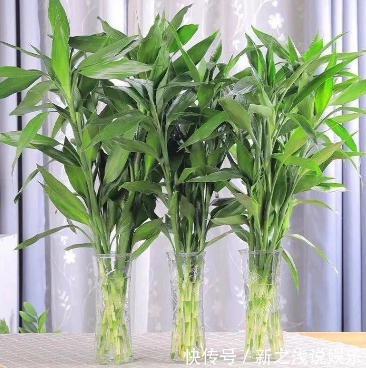 富贵竹|建议爱花人:4种花,加起来不超百元,却有好寓意