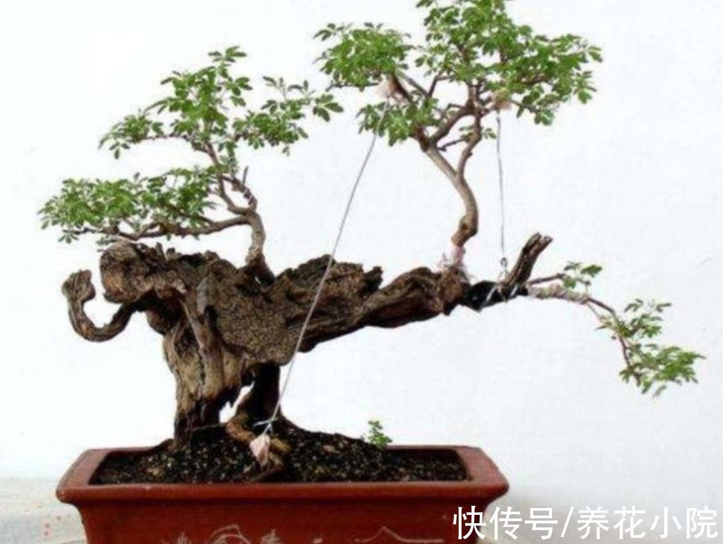 树桩|山上遍地的黄荆,做成漂亮盆景,古朴苍劲观赏性强