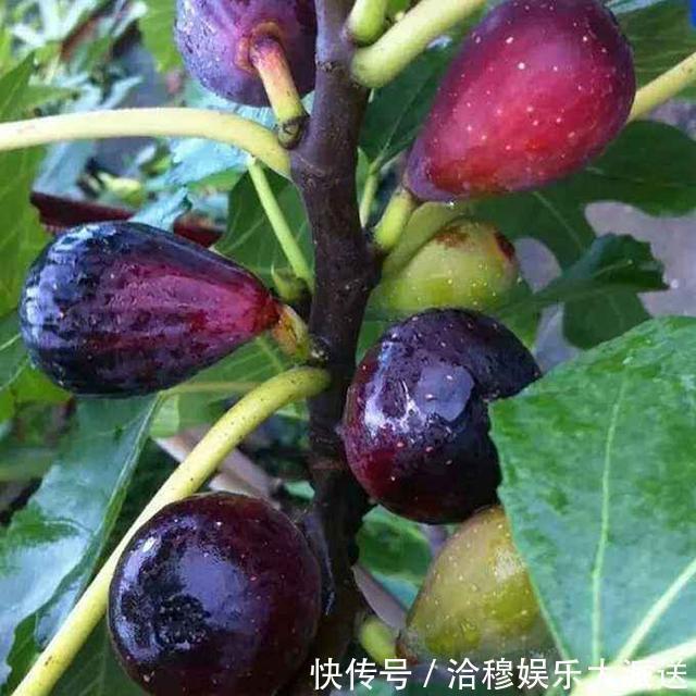 结果子|养花不是新鲜事,现在种棵“无花果”,满满当当全是果!