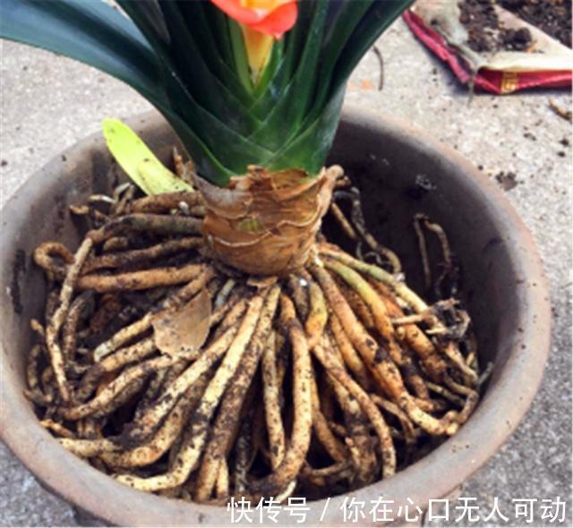 给君子兰换盆不做“3大改变”,就算每年换4回土也不顶用,快学下