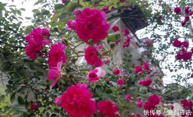 此花“冻不死”,比栀子花还香,一年花开200天,沾土就活!