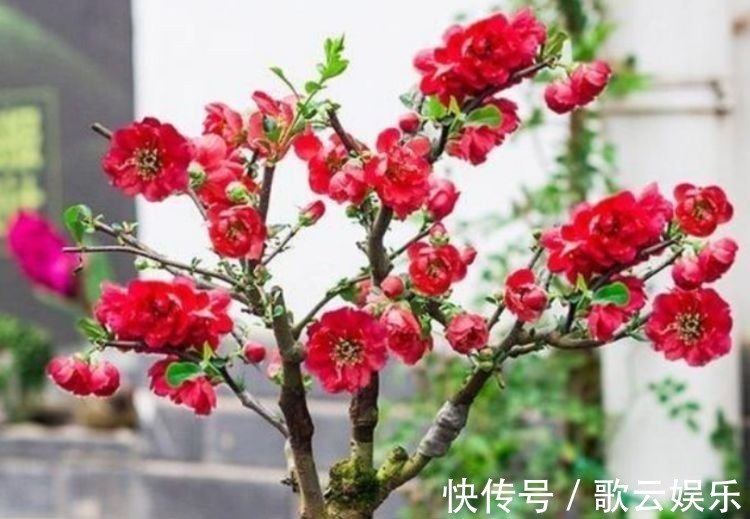 盆栽|最受欢迎的花,开花超漂亮,花期还长,一养就是好几盆!