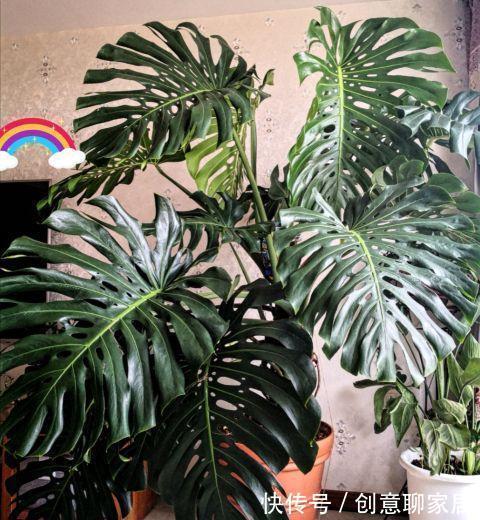 虎皮兰|谁说养花浪费钱?学会这3个小妙招,养花很省钱