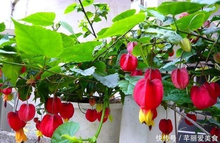 花期|养花就养4种花,家里养一盆,开花漂亮花期长,谁养谁喜欢