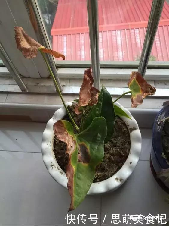 这些花千万别乱晒太阳,晒一盆死一盆