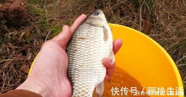 冬钓用饵,我从不加小药,试用这东西,简单又方便,大板鲫特爱吃