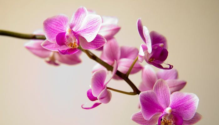 养花试试这几款,红色的花朵代表财富和好运