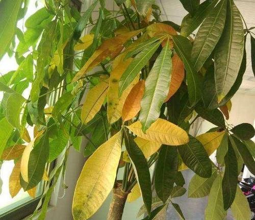  筷子|学会3个小技巧，盆土是干是湿轻松掌握，不用再担心盆栽水多水少