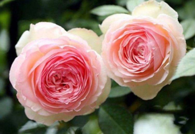 4种花好养又漂亮,花香四溢飘满屋,阳台变成小花园