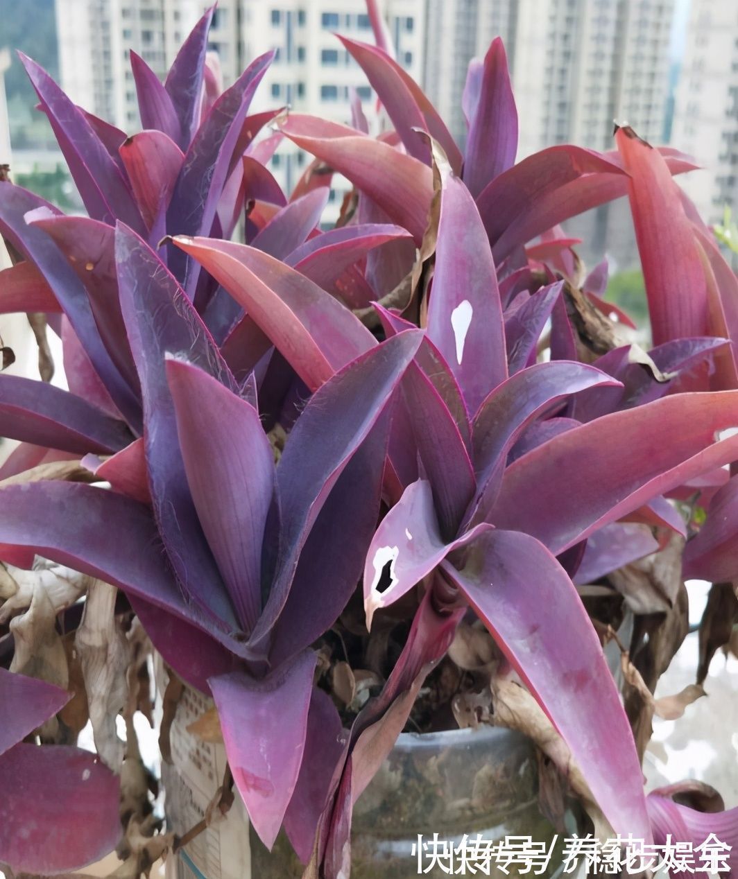 阳台上|紫竹梅紫得高贵,忽略一件事,叶子变成“丑陋绿”,太难看