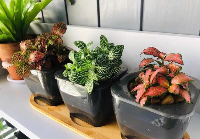 清新|办公桌养几盆网纹草,叶子比花还好看,清新又养眼