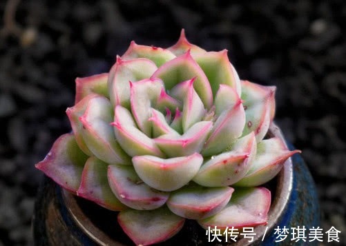 浇水|多肉猎户座怎么养更艳丽教你3个小妙招,养出最美的猎户座