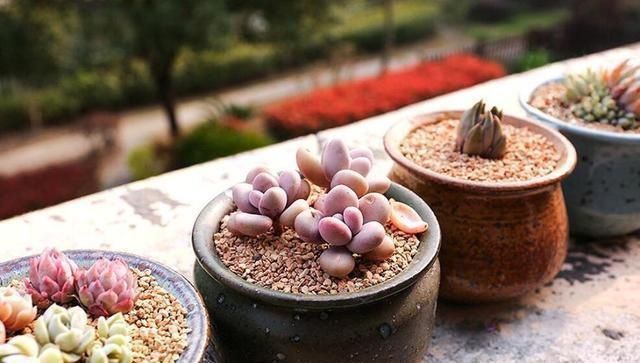 拿“开水”浇花真省事,花草长得旺,还能生花肥钱