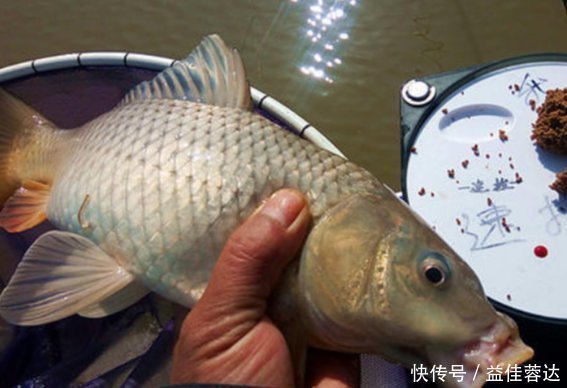钓者|老钓手分享可以加快钓到大鲤鱼速度的方法，可以轻松搞定大鲤鱼！