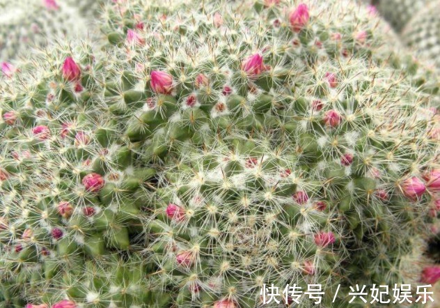 多肉玉翁如何养教你3个养护妙招,花开不断,花朵清新可爱!