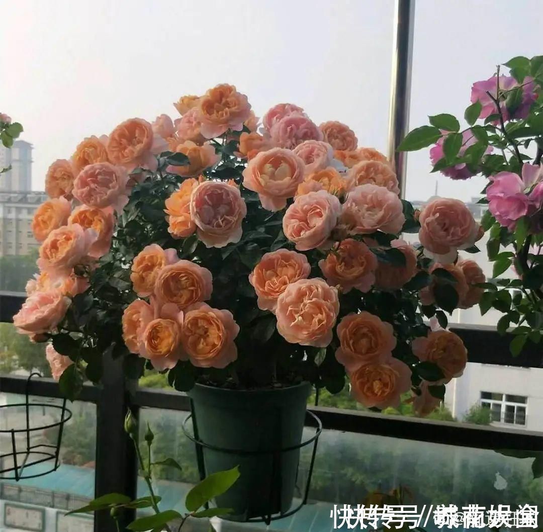 耐旱|超级耐旱花,整个冬天不浇水,还能胖一圈