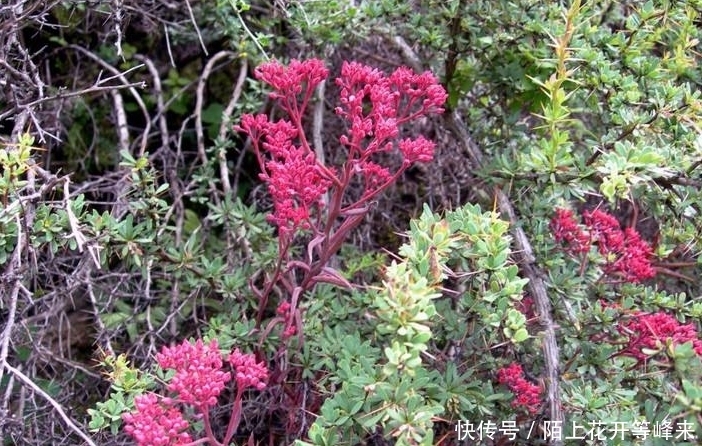 农村这种“带刺的玫瑰”,狗见了转身就跑,却是解毒排脓的良药