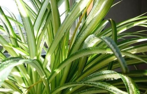 肥料|家里养这几款植物,娇小不占地,财源滚滚来,懂花的人都在养