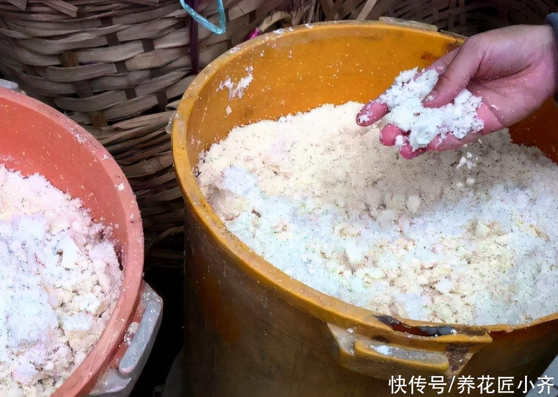 黄豆养花当花肥，最佳使用方法有“2种”，快速吸收，促进生长